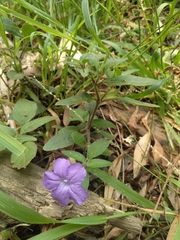 Ruellia squarrosa
