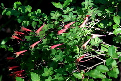 Tropaeolum pentaphyllum