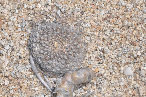Eriosyce odieri