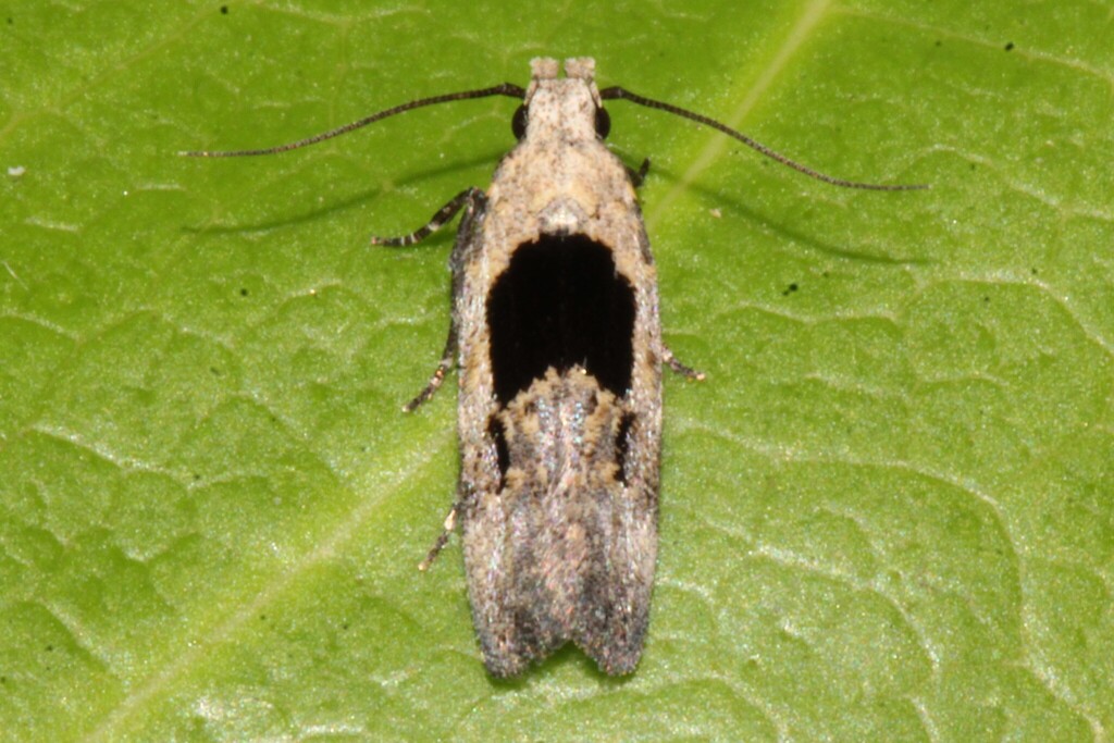 Neotelphusa bimaculata