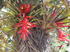 Tillandsia violacea