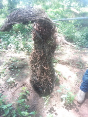 Cassiculus melanicterus