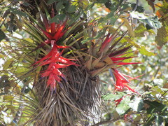 Tillandsia violacea