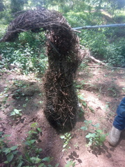 Cassiculus melanicterus