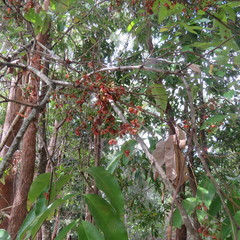 Guioa acutifolia