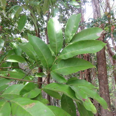 Guioa acutifolia