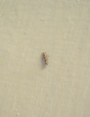 Erechthias crypsimima