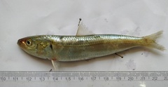 Sardinella longiceps
