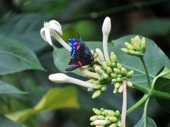 Ancyluris jurgensenii