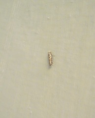 Erechthias crypsimima