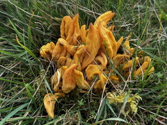 Golden Spindles Golden Spindles