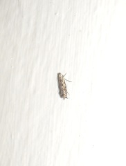 Erechthias crypsimima