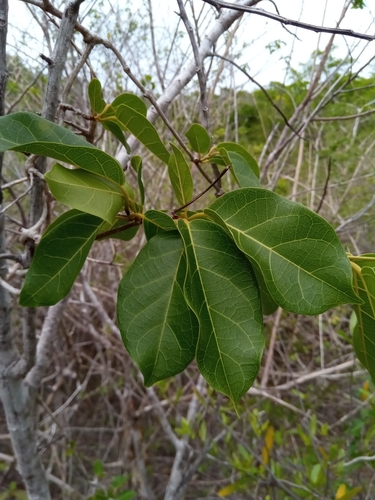 Combretum coccineum