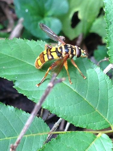 Unknown species found near Land Between the Lakes National Recreation Area, Cadiz, KY, US