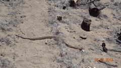 Crotalus oreganus