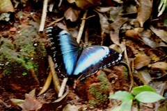 Morpho helenor coelestis