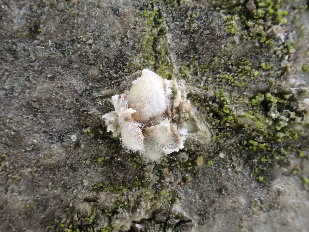 Pseudochermes