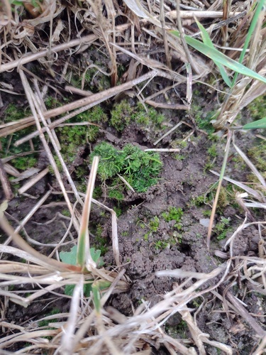 Field Hornwort (Anthoceros agrestis)