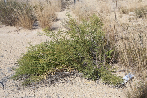 Feltleaf bluestar (Amsonia tharpii)