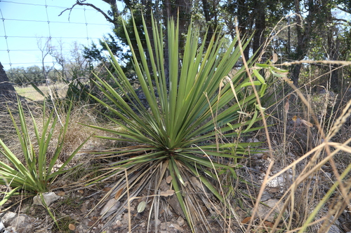 Buckley's Yucca (Yucca constricta)