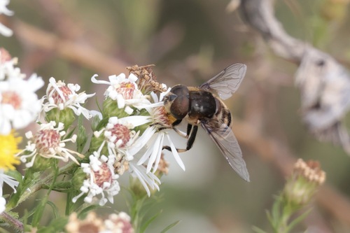 Unknown species found near Montgomery County, PA, USA