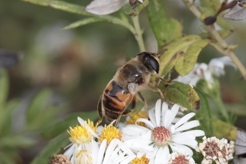 Unknown species found near Montgomery County, PA, USA