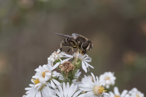 Unknown species found near Montgomery County, PA, USA