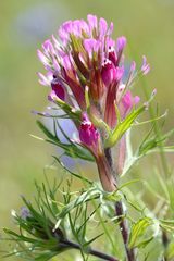 Castilleja exserta exserta