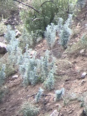 Astragalus brauntonii