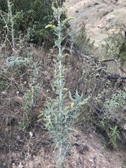 Astragalus brauntonii