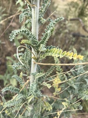 Astragalus brauntonii