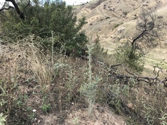 Astragalus brauntonii