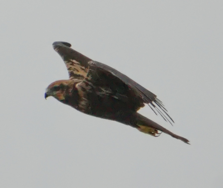 Western Marsh Harrier