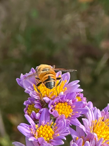 Unknown species found near Buckingham Ave, Old Saybrook, CT, US