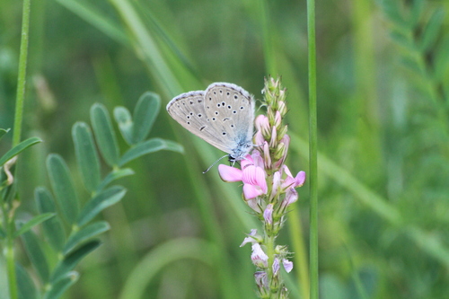 Photo of Alcon Large Blue (Phengaris alcon)