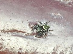 Carrhotus sannio