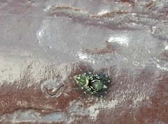 Carrhotus sannio