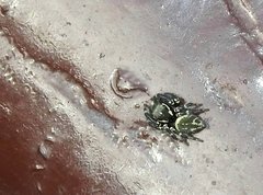Carrhotus sannio