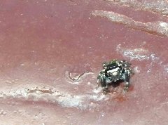Carrhotus sannio