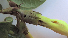 Amphilophium scabriusculum