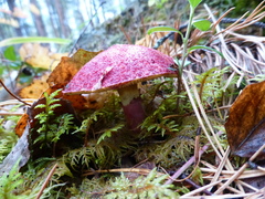 Suillus asiaticus