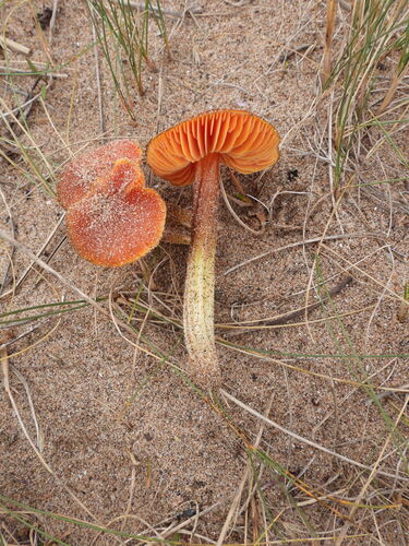 Dune Waxcap