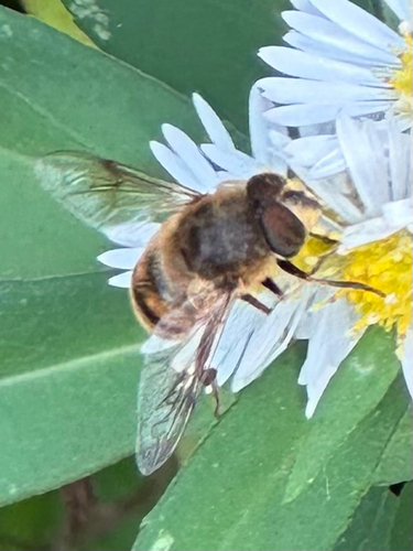 Unknown species found near Buckingham Ave, Old Saybrook, CT, US