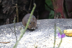 Melanomys caliginosus