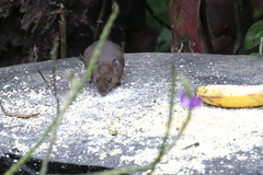 Melanomys caliginosus