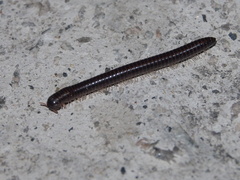 Leptogoniulus sorornus