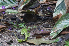 Melanomys caliginosus