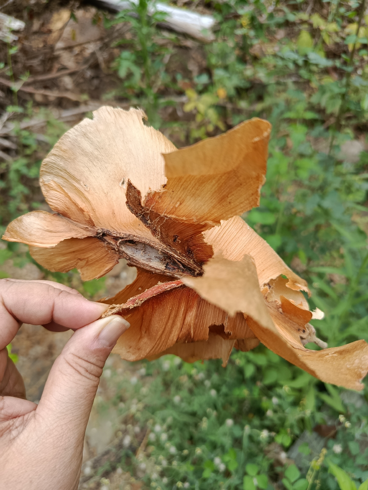 Cavanillesia Platanifolia (Cavanillesia platanifolia)
