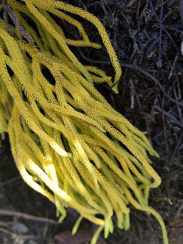 Lycopodium venustulum