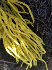 Lycopodium venustulum